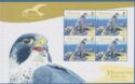 Peregrine Falcon (Falco peregrinus)