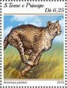 Cheetah (Acinonyx jubatus)