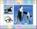 Killer Whale (Orcinus orca)