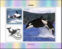 Killer Whale (Orcinus orca)