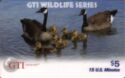 Canadian Geese (SAMPLE)