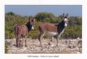 Turks and Caicos Islands - Wild Donkeys