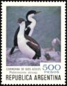 Imperial Shag (Phalacrocorax atriceps)