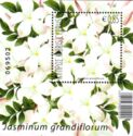 Jasmin (Jasminum Grandiflorum)