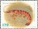 Caramote Prawn (Penaeus kerathurus)