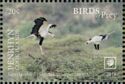 Secretarybird (Sagittarius serpentarius)
