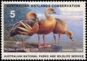 Plumed whistling duck (Dendrocygna eytoni)