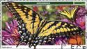 Eastern Tiger Swallowtail (Papilio glaucus)