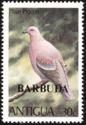 Plain Pigeon (Patagioenas inornata) - Overprinted