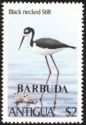 Black-necked Stilt (Himantopus mexicanus) - Overprinted