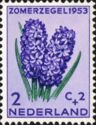 Common Hyacinth (Hyacinthus orientalis)