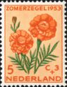 Mexican Marigold (Tagetes erecta)