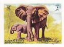 African Elephant (Loxodonta africana)