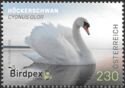 Birdpex 2022 - Cygnus olor