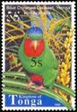 Blue-crowned Lorikeet (Vini australis)