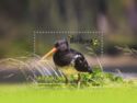 South Island Pied Oystercatcher (Haematopus finschi)