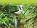 BIRDPEX 9 : Pied Stilt (Himantopus leucocephalus)