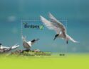 BIRDPEX 9 - White-fronted Tern (Sterna striata)