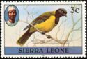 Western Black-headed Oriole (Oriolus brachyrynchus); 1981 im