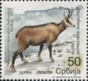Balkan Chamois (Rupicapra rupicapra balcanica)