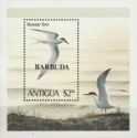 Roseate Terns (Sterna dougallii) - Overprinted