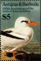 White-tailed Tropicbird (Phaethon lepturus)