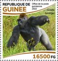 Eastern Gorilla (Gorilla beringei)