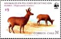 South Andean Huemul (Hippocamelus bisulcus)