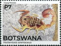 Eastern Nomad Scorpion (Hottentotta trilineatus)