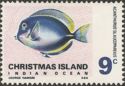 Goldrim Surgeonfish (Acanthurus glaucopareius)