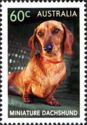 Miniature Dachshund (Canis lupus familiaris)