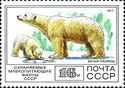 Polar Bear (Ursus maritimus)