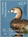 Pied-billed Grebe (Podilymbus podiceps) - Overprinted