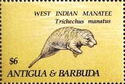 West Indian Manatee (Trichechus manatus)