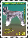 Schnauzer (Canis lupus familiaris)