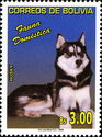 Sibirian Husky (Canis lupus familiaris)
