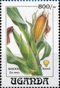 Maise (Zea mays)