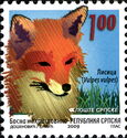 Red Fox (Vulpes vulpes)