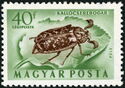 Pine Chafer (Polyphylla fullo)