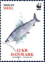 Maraena Whitefish (Coregonus maraena)