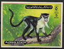 Roloway Monkey (Cercopithecus roloway)