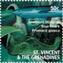 Blue Shark (Prionace glauca), Southern Stingray