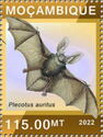 Brown Long-eared Bat (Plecotus auritus)