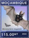 Little Big-eared Bat (Micronycteris megalotis)