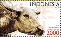 Water Buffalo (Bubalus bubalis)
