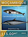 Heaviside's Dolphin (Cephalorhynchus heavisidii)