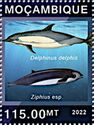 Common Dolphin (Delphinus delphis), Spade-toothed Whale (Zip