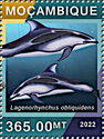 Pacific White-sided Dolphin (Lagenorhynchus obliquidens)