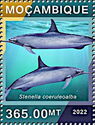 Striped Dolphin (Stenella coeruleoalba)