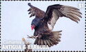 Turkey Vulture (Cathartes aura)